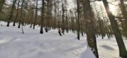 Nel bellissimo lariceto della prima discesa