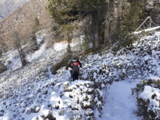 Salendo tra i rododendri.
