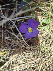 Viola calcarata fuori stagione