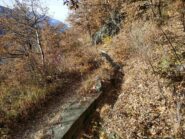 Tratto di bosco fitto intorno al Ru basso (andata).