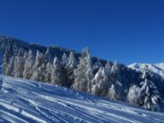 Alberi di Natale