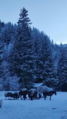 la voie Romaine sale attraverso questo fitto bosco