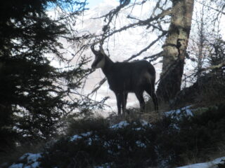 Un bel Camoscio nel bosco