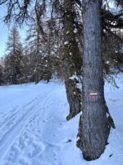 Pista di fondo non battuta