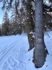 Pista di fondo non battuta