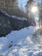 In mezzo al bosco 