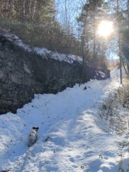 In mezzo al bosco 