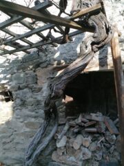 La vite di 300 anni