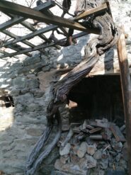 La vite di 300 anni