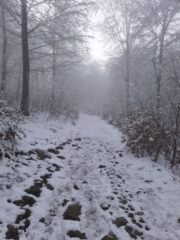 Situazione nel bosco