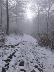 Situazione nel bosco