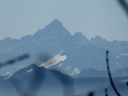 Monviso e satelliti da un piccolo varco nella boschina, appena sotto la cima.