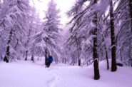 Nel bosco, neve abbondante ma occorre un pò di sereno...