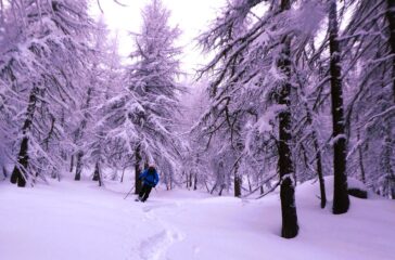 Nel bosco, neve abbondante ma occorre un pò di sereno...