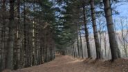 Pineta