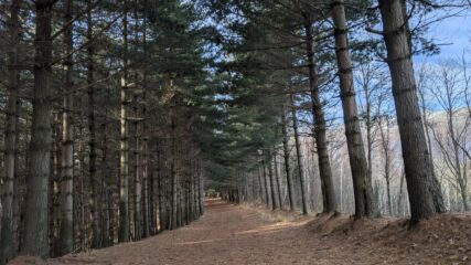 Pineta