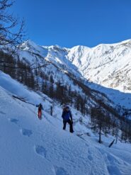 In salita nel bellissimo bosco