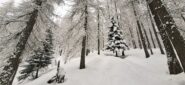 Il bosco più bello