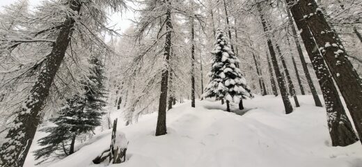 Il bosco più bello
