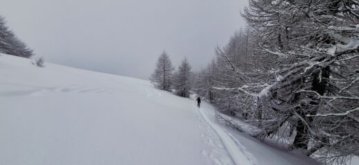 Uscendo dal bosco sotto colle Intersile Sud