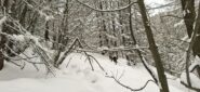 Nel bosco