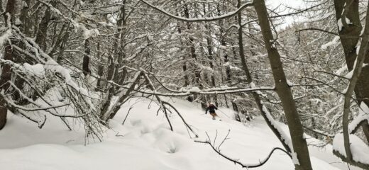 Nel bosco