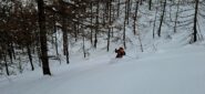 Nel rado lariceto