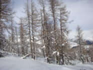 il bosco delle Navette ha sempre un suo perchè
