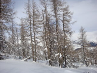il bosco delle Navette ha sempre un suo perchè