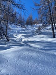 Bosco iniziale