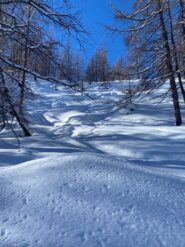 Bosco iniziale