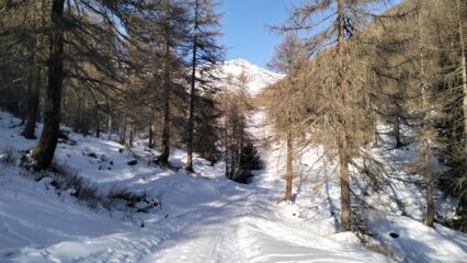 Sulla strada per Malga Strino.