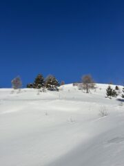 Il boschetto con neve bella