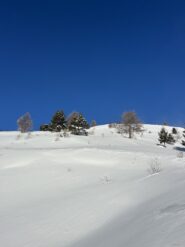 Il boschetto con neve bella