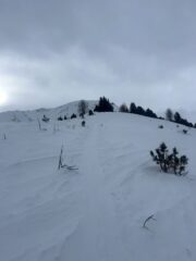 Fuori dal bosco