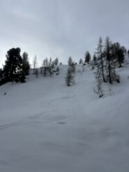 Curvette nel bosco