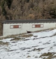 Eccolo l'amico Fritz