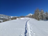 Costone su ottima farina 