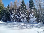 all'uscita della pineta