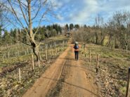 tra i vigneti