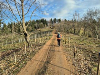 tra i vigneti