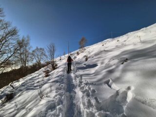 fuori dal bosco