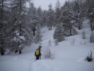 salendo nel bosco