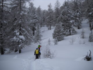 salendo nel bosco