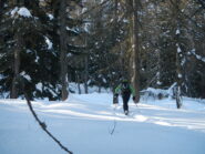 salita in un bel bosco rado di abeti e larici
