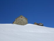 Burrino
