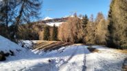  tratto nel bosco