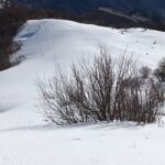 in fondo tracce sentiero ciaspole , io sono uscito piu in alto boschetto rado e ottima sciata