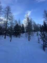 Nel bel bosco di Sort