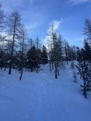 Nel bel bosco di Sort
